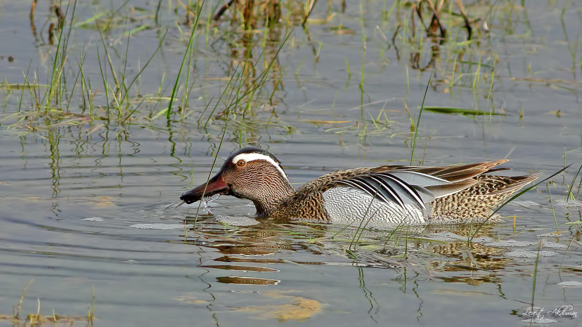 Garganey